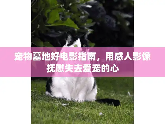 宠物墓地好电影指南，用感人影像抚慰失去爱宠的心