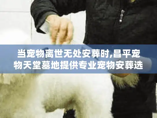 当宠物离世无处安葬时,昌平宠物天堂墓地提供专业宠物安葬选择