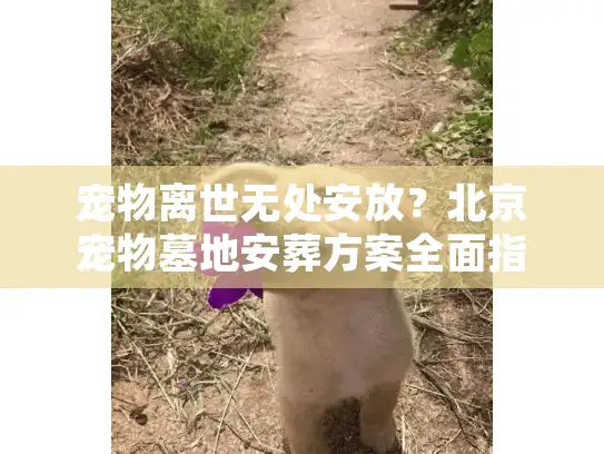 宠物离世无处安放？北京宠物墓地安葬方案全面指南