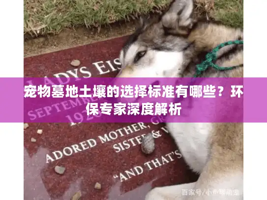 宠物墓地土壤的选择标准有哪些？环保专家深度解析