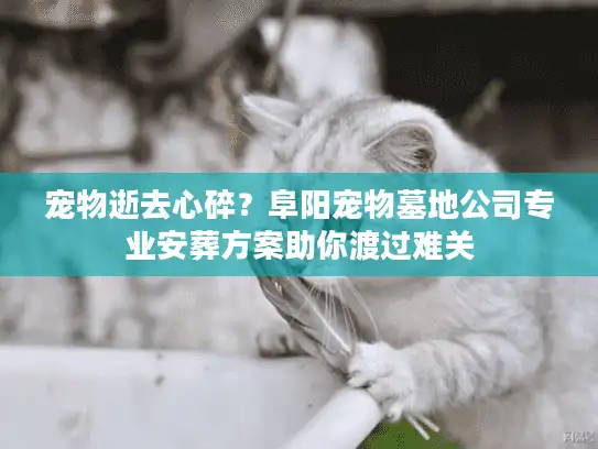 宠物逝去心碎？阜阳宠物墓地公司专业安葬方案助你渡过难关