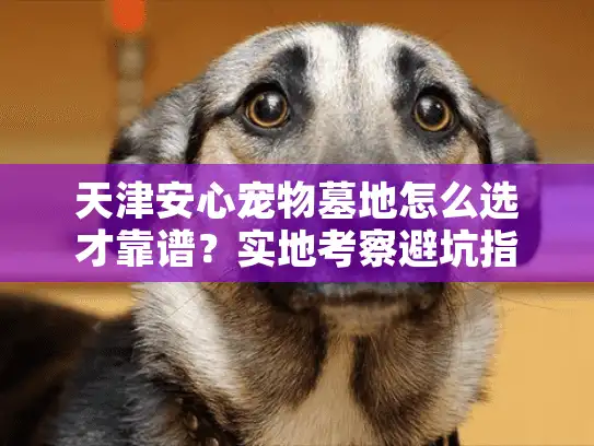 天津安心宠物墓地怎么选才靠谱？实地考察避坑指南