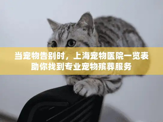 当宠物告别时，上海宠物医院一览表助你找到专业宠物殡葬服务