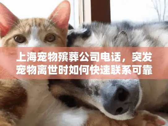 上海宠物殡葬公司电话，突发宠物离世时如何快速联系可靠服务？