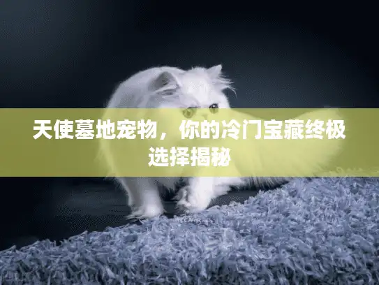 天使墓地宠物，你的冷门宝藏终极选择揭秘