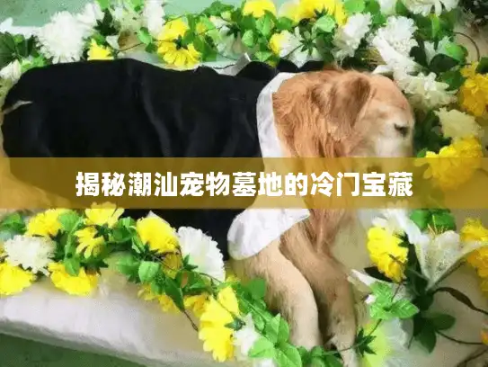揭秘潮汕宠物墓地的冷门宝藏