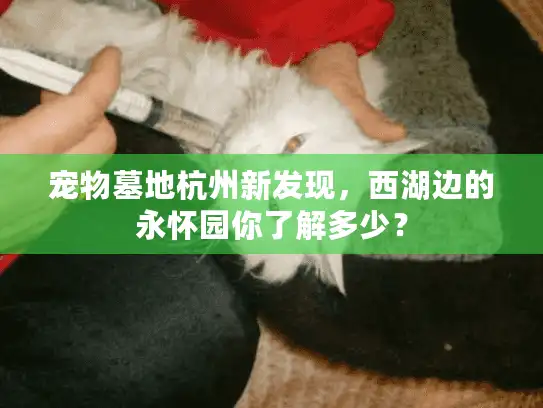 宠物墓地杭州新发现，西湖边的永怀园你了解多少？
