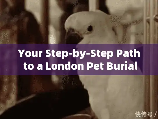 Your Step-by-Step Path to a London Pet Burial