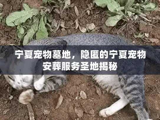 宁夏宠物墓地，隐匿的宁夏宠物安葬服务圣地揭秘