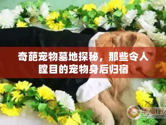 奇葩宠物墓地探秘，那些令人瞠目的宠物身后归宿