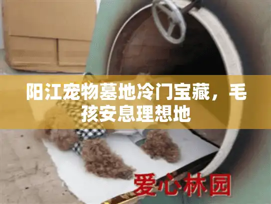 阳江宠物墓地冷门宝藏，毛孩安息理想地