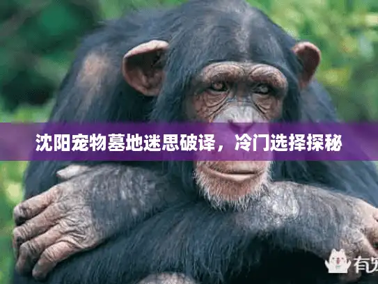 沈阳宠物墓地迷思破译，冷门选择探秘