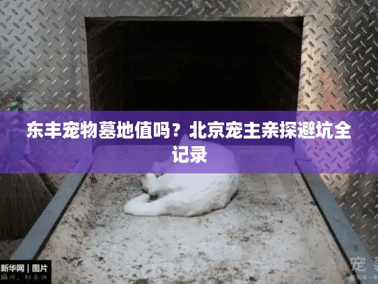 东丰宠物墓地值吗？北京宠主亲探避坑全记录