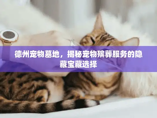 德州宠物墓地，揭秘宠物殡葬服务的隐藏宝藏选择