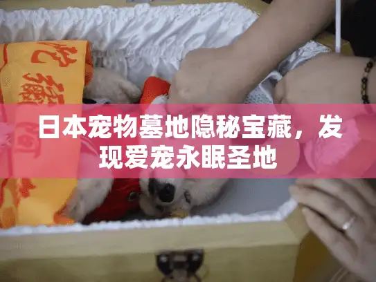 日本宠物墓地隐秘宝藏，发现爱宠永眠圣地