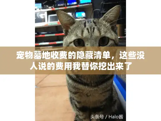 宠物墓地收费的隐藏清单，这些没人说的费用我替你挖出来了