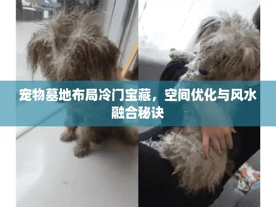 宠物墓地布局冷门宝藏，空间优化与风水融合秘诀