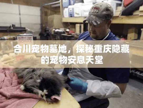 合川宠物墓地，探秘重庆隐藏的宠物安息天堂
