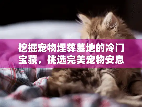挖掘宠物埋葬墓地的冷门宝藏，挑选完美宠物安息地指南