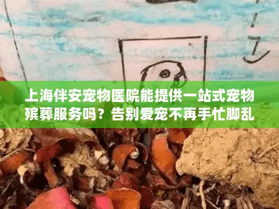 上海伴安宠物医院能提供一站式宠物殡葬服务吗？告别爱宠不再手忙脚乱