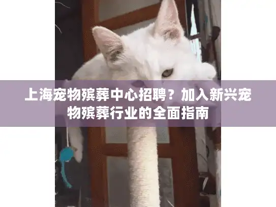 上海宠物殡葬中心招聘？加入新兴宠物殡葬行业的全面指南