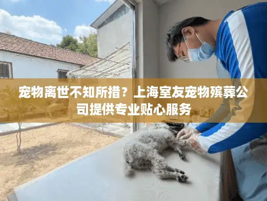 宠物离世不知所措？上海室友宠物殡葬公司提供专业贴心服务