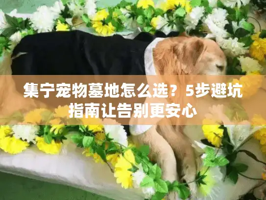 集宁宠物墓地怎么选？5步避坑指南让告别更安心