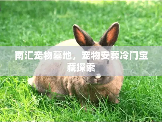 南汇宠物墓地，宠物安葬冷门宝藏探索