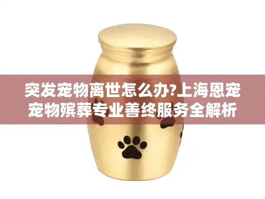 突发宠物离世怎么办?上海恩宠宠物殡葬专业善终服务全解析