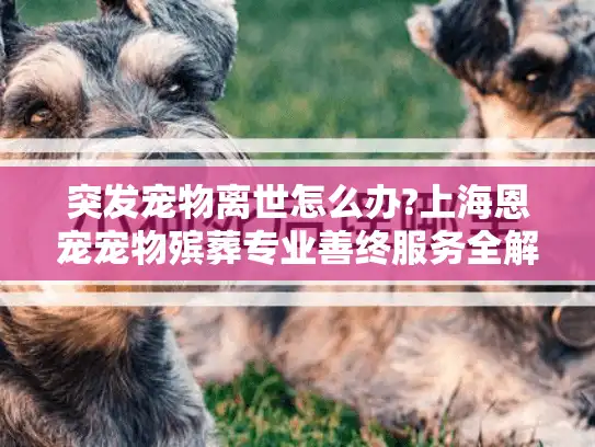 突发宠物离世怎么办?上海恩宠宠物殡葬专业善终服务全解析
