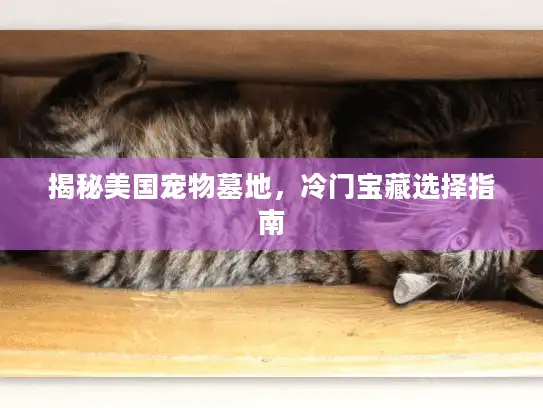 揭秘美国宠物墓地，冷门宝藏选择指南