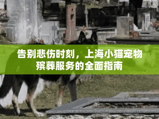 告别悲伤时刻，上海小猫宠物殡葬服务的全面指南