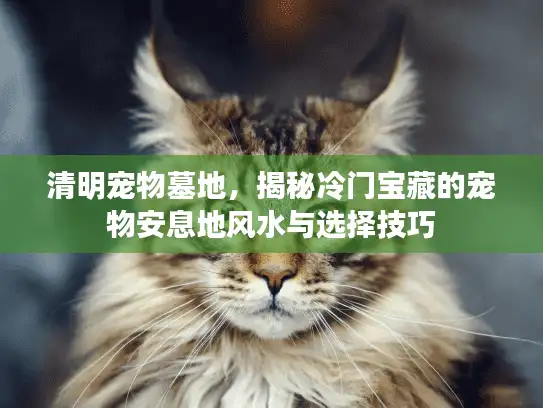 清明宠物墓地，揭秘冷门宝藏的宠物安息地风水与选择技巧