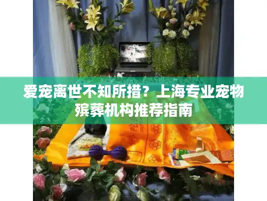 爱宠离世不知所措？上海专业宠物殡葬机构推荐指南