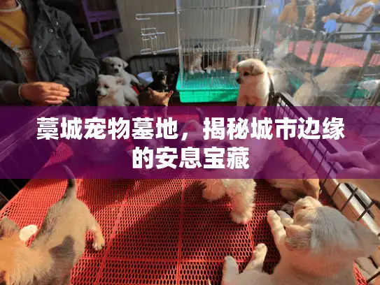 藁城宠物墓地，揭秘城市边缘的安息宝藏