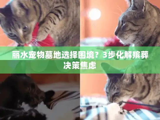丽水宠物墓地选择困境？3步化解殡葬决策焦虑