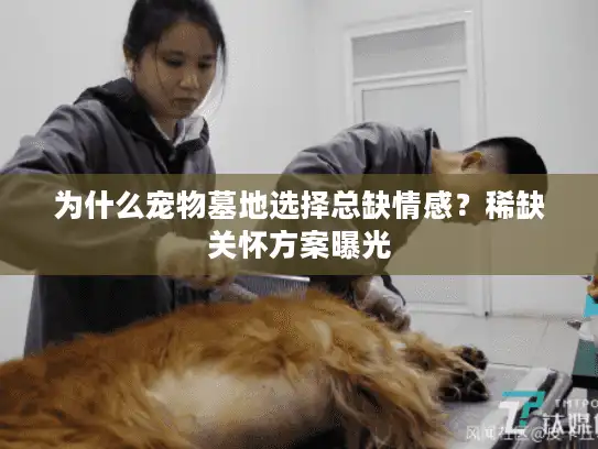 为什么宠物墓地选择总缺情感？稀缺关怀方案曝光