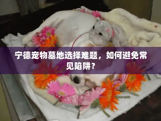 宁德宠物墓地选择难题，如何避免常见陷阱？