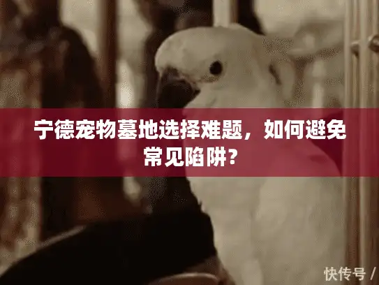 宁德宠物墓地选择难题，如何避免常见陷阱？