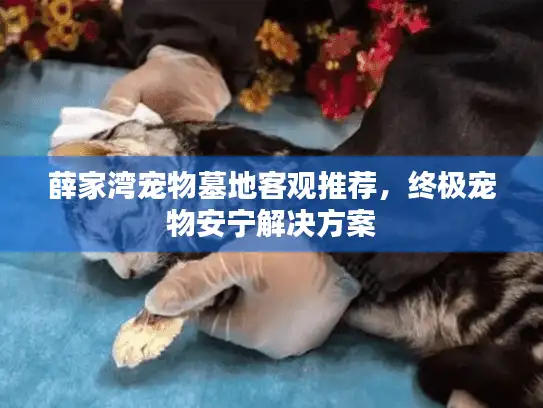 薛家湾宠物墓地客观推荐，终极宠物安宁解决方案