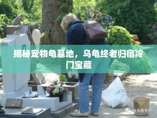 揭秘宠物龟墓地，乌龟终老归宿冷门宝藏