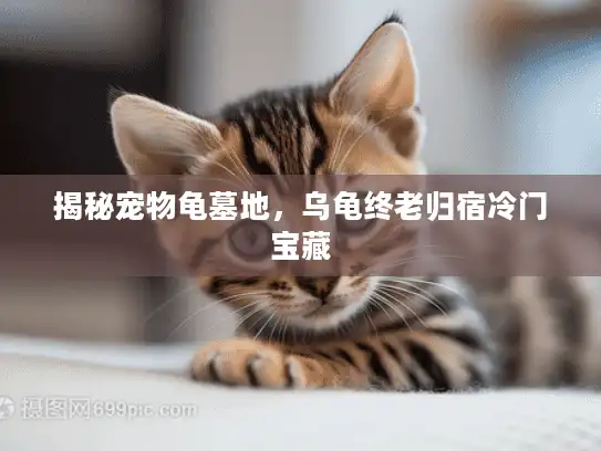 揭秘宠物龟墓地，乌龟终老归宿冷门宝藏