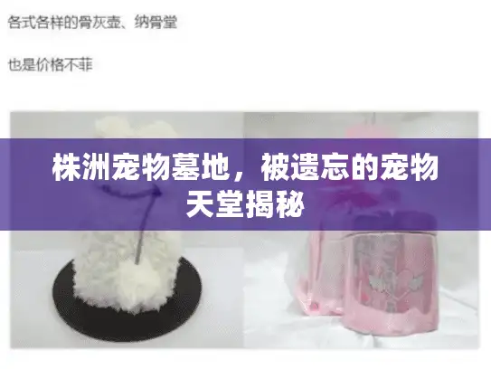 株洲宠物墓地，被遗忘的宠物天堂揭秘