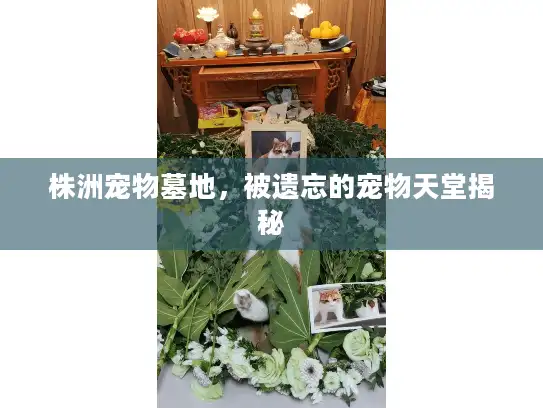 株洲宠物墓地，被遗忘的宠物天堂揭秘