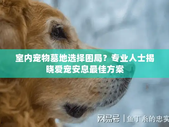 室内宠物墓地选择困局？专业人士揭晓爱宠安息最佳方案