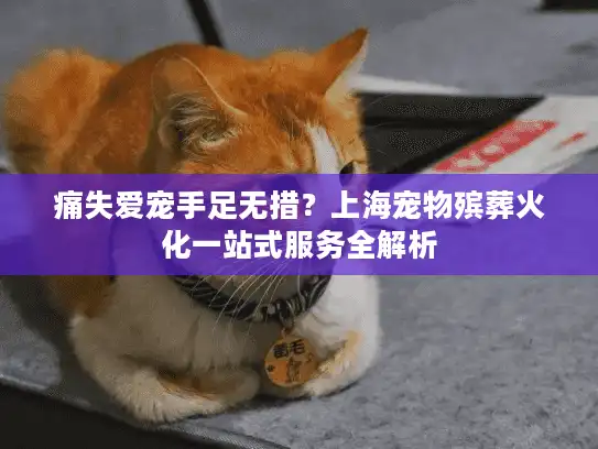 痛失爱宠手足无措？上海宠物殡葬火化一站式服务全解析