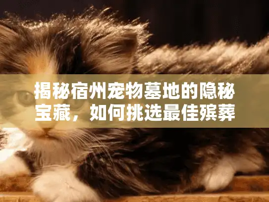 揭秘宿州宠物墓地的隐秘宝藏，如何挑选最佳殡葬方案