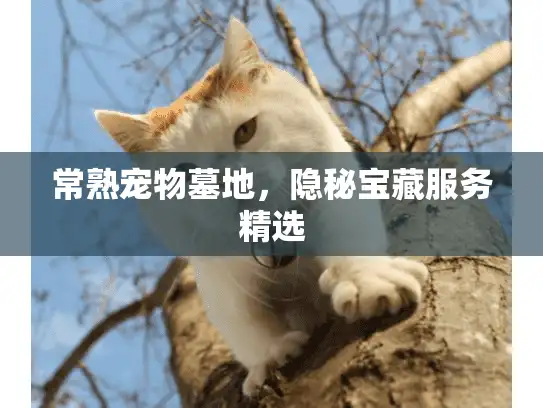 常熟宠物墓地，隐秘宝藏服务精选