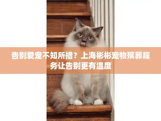 告别爱宠不知所措？上海彬彬宠物殡葬服务让告别更有温度