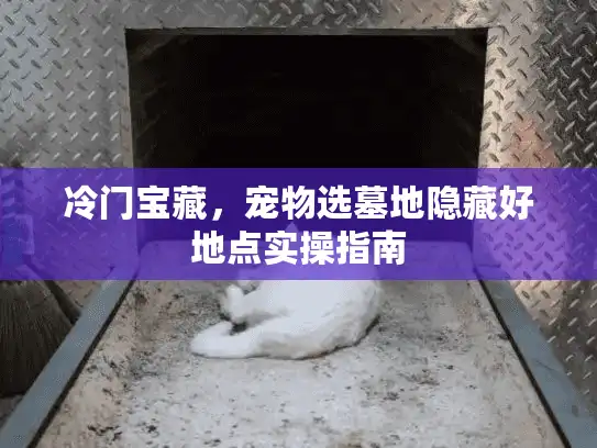 冷门宝藏，宠物选墓地隐藏好地点实操指南